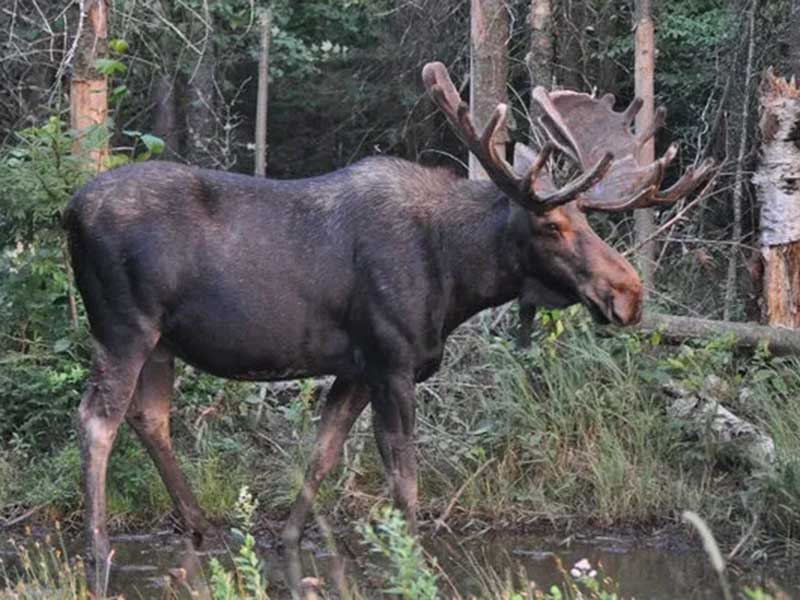 Try something different like a guided bus tour looking to see moose in their natural habitat.